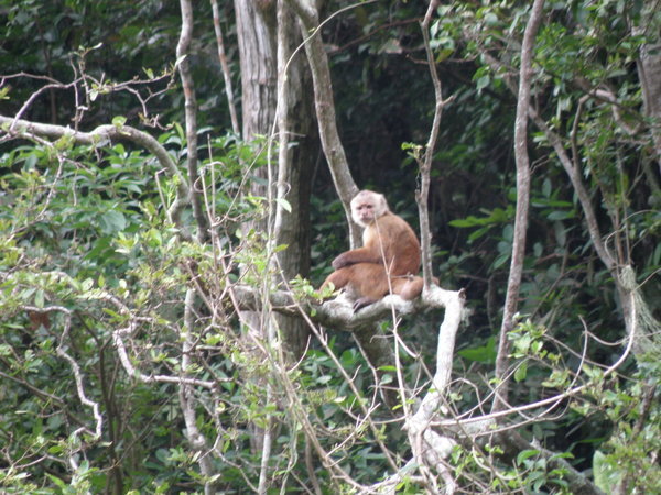 Howler Monkey, Parque Tayrona