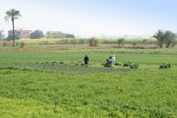 Egyptian agriculture