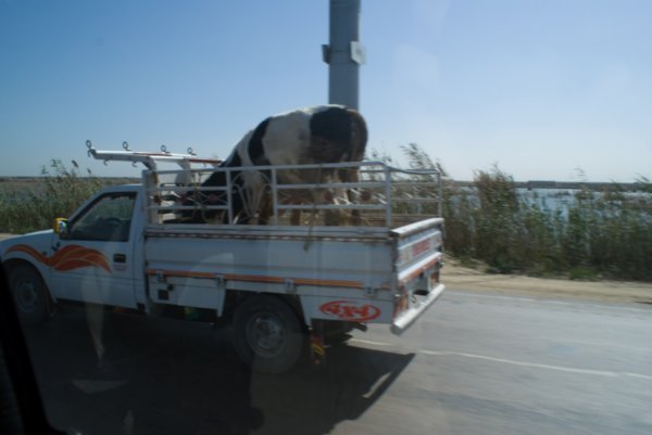 Egyptian cattle trailer