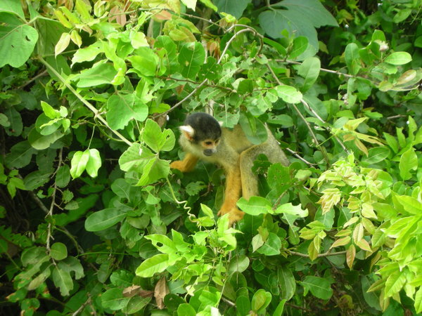 A squirrel monkey