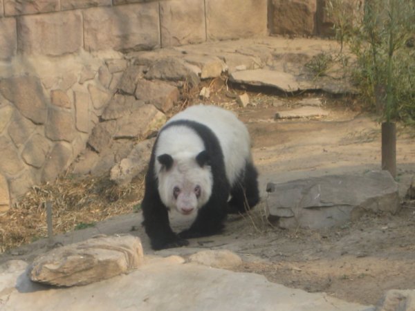 a sad panda :(