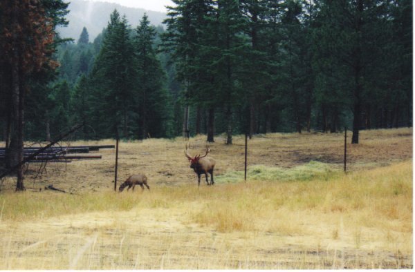Elk in one of the Farms