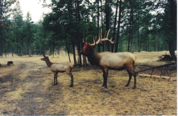 Elk in one of the farms