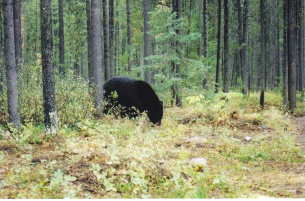 Black bear at the Bear Experience