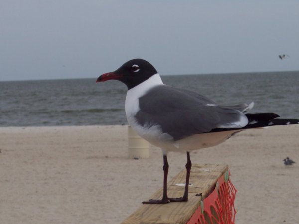 Gull posing for a picture