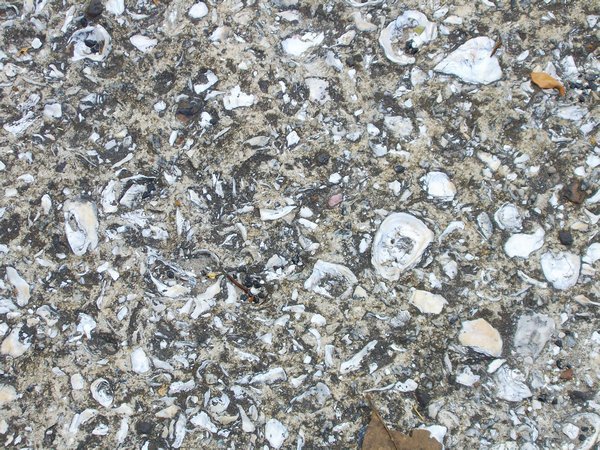 Oyster shell sidewalk