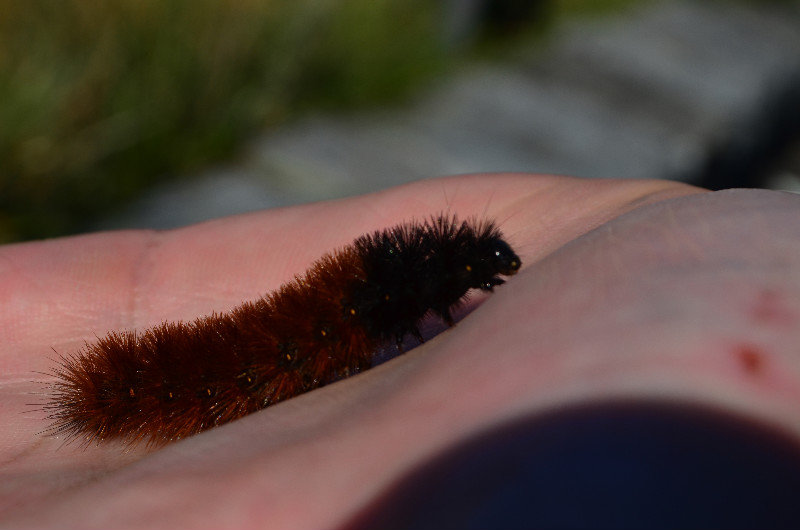 a little caterpillar we found