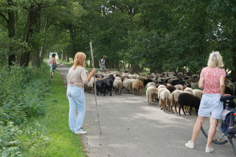 Sheep herders on the bike trail