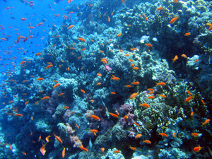 Viele Fische am Riff
