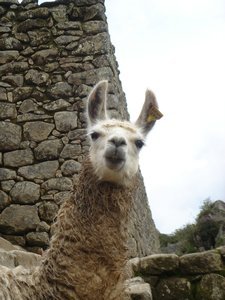 Es Lama auf Machu Pichu