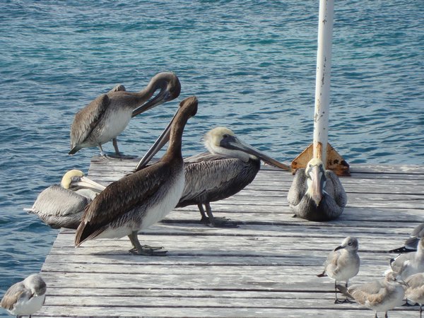 Pelikane auf dem Bootssteg