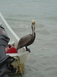 Pelikane gibt es ueberall