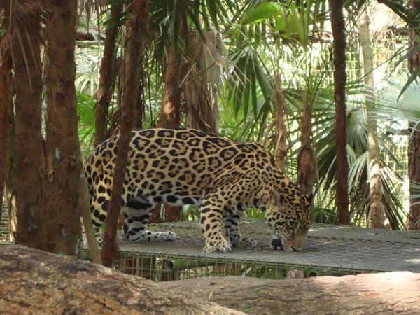 Junior, der Jaguar