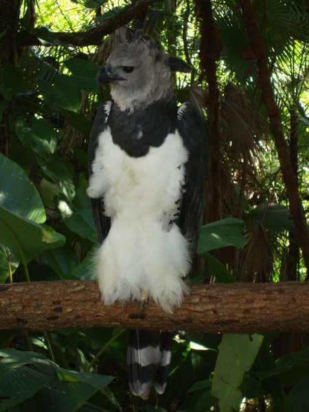 Harpy Eagle in voller Groesse