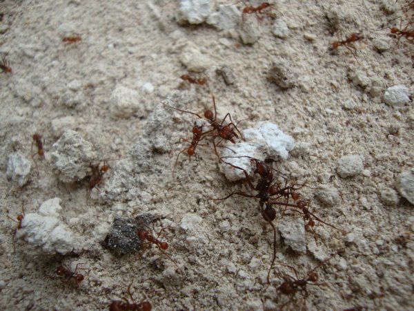 Ameisen bei der Arbeit
