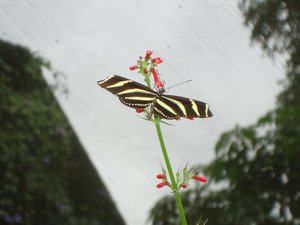 Mariposa Zebra