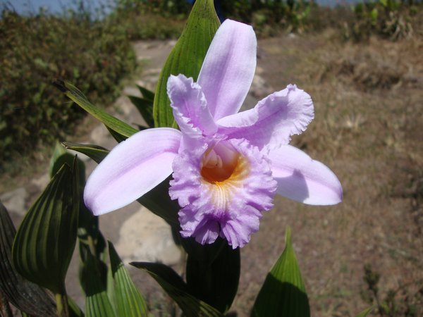 eine weitere Orchidee