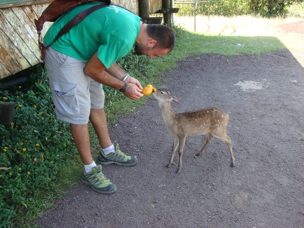 Bambi mag Mango