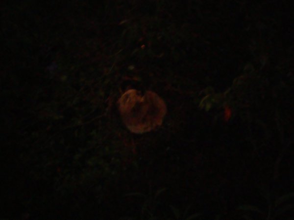 kaum zu erkennen: Faultier by night