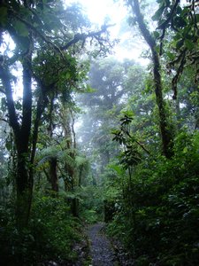 Im Monteverde Cloud Forest