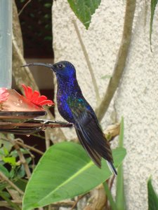 Hummingbird etwas groesser und in blau