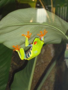 Costa Ricas National Frosch