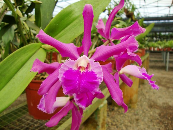Im Botanischen Garten, Orchideen