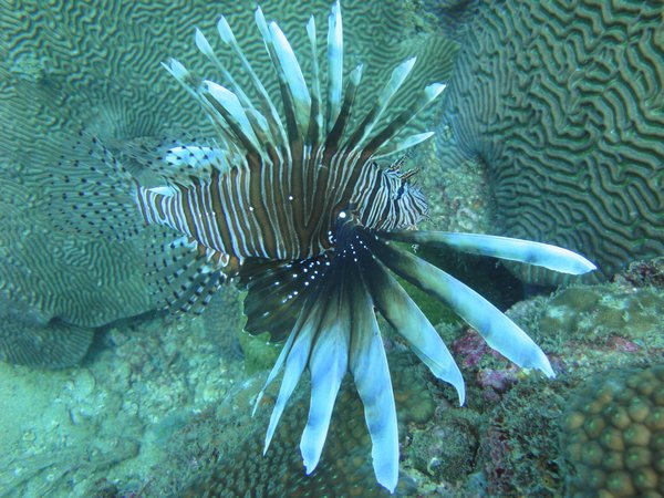 Lionfish - schoen, aber unbeliebt... der gehoert in den Pazifik und wird deshalb oft gejagt
