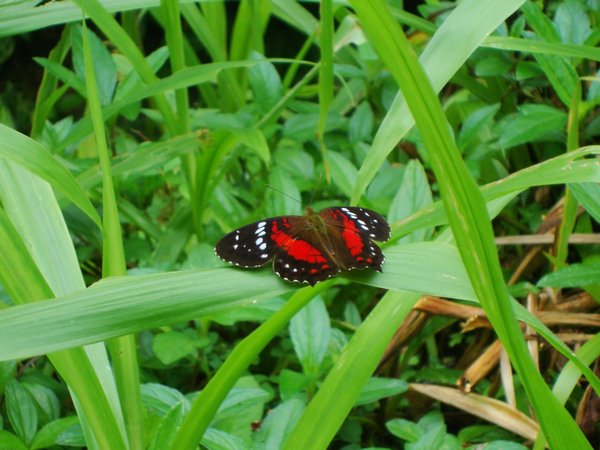 Im Nationalpark gibt es viele Schmetterlinge