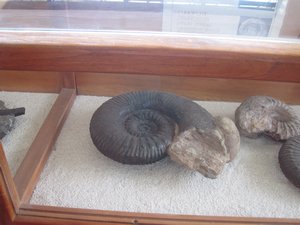 Ammonit im Museum