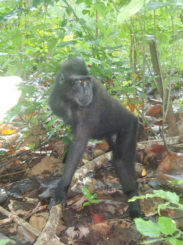 Sulawesi black crested macaque