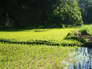 noch ein Reisfeld