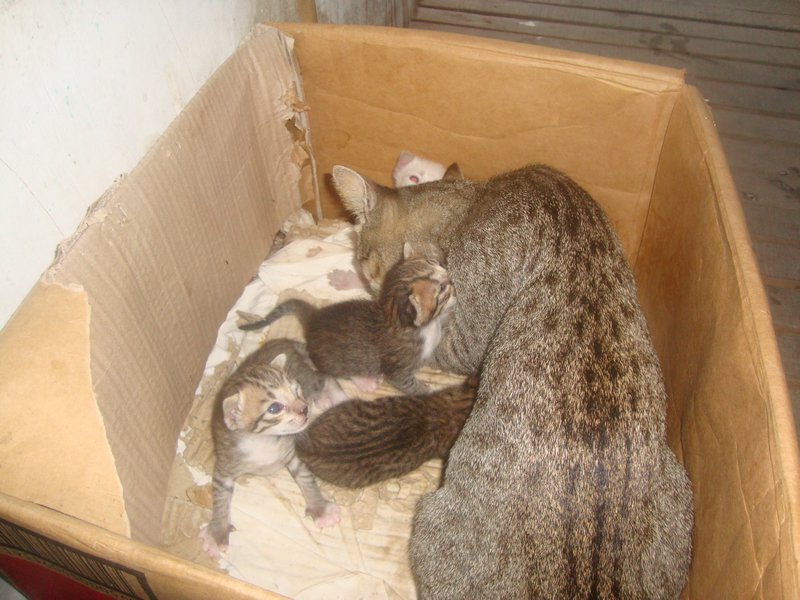 kitten with mommy