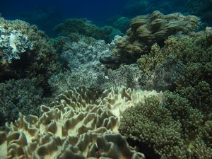 Apos Korallengaerten sind ein Traum