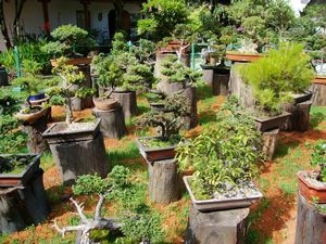 Bonsai Ausstellung