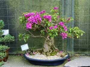 bugavilea-bonsai