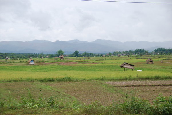 The fields around Luang Namtha
