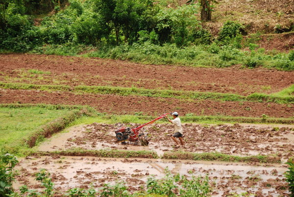 Farming a rice paddy