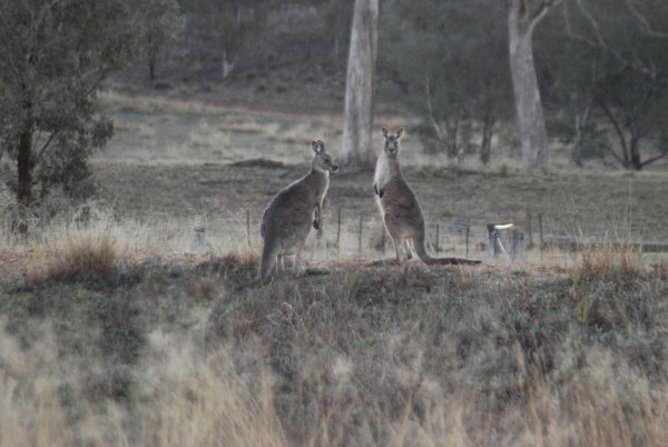 Roos in the back garden