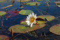 Water lily in the Okavango