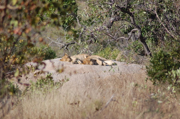 Lion cubs taking a nap
