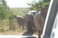 Elephants walking in front of the car
