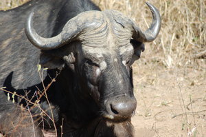 The old ugly buffalo