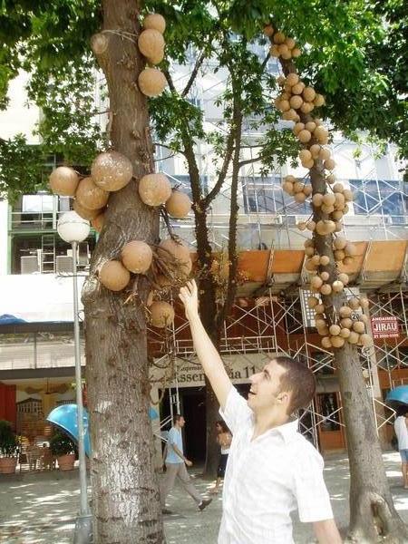 Coconut thief