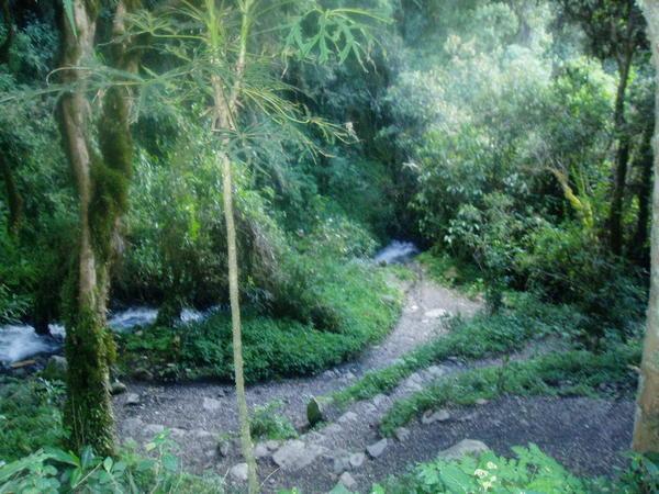 The trail runs through the jungle