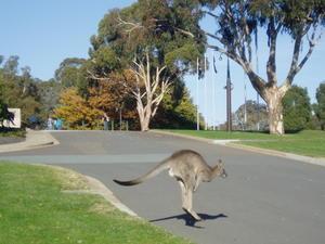 Random kangaroo outside the memorial