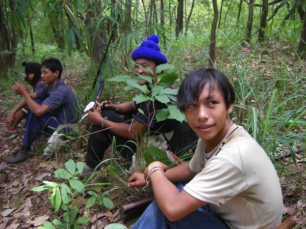 Jungle hunters