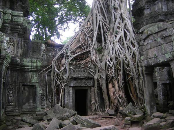 Tree-guarded temple door