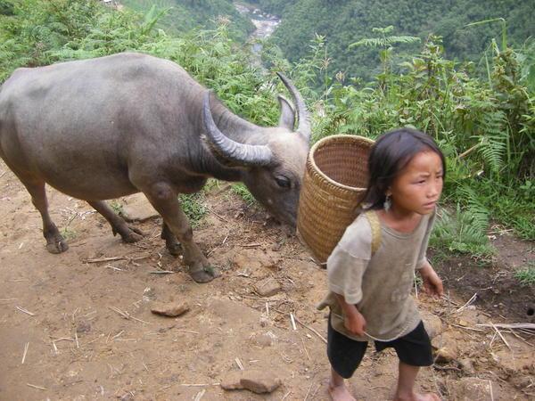 The kid and the water buffalo