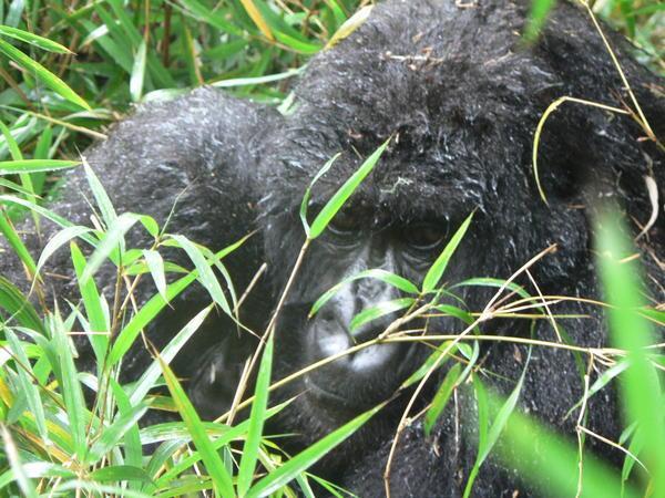Gorilla and baby in the bushes